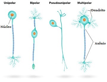 Observe a classificação dos neurônios segundo a sua forma