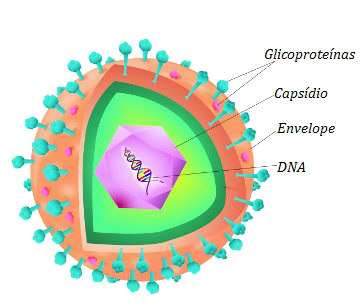 Observe a estrutura básica de um herpesvírus