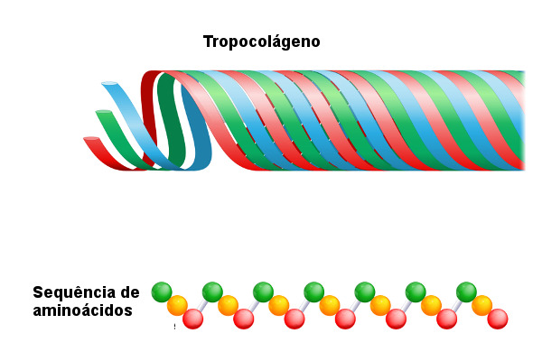 O tropocolágeno (moléculas de colágeno) é formado por três cadeias polipeptídicas arranjadas em tríplice hélice.