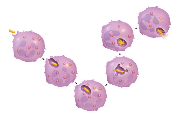 Algumas células de defesa realizam a fagocitose, que consiste no englobamento e digestão de partículas invasoras.