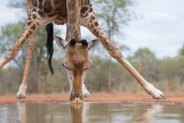 As girafas não bebem água todos os dias.
