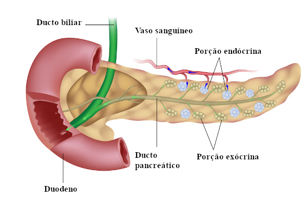 Ilustração do sistema endócrino.