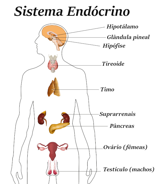  Observe as glândulas que fazem parte do sistema endócrino.