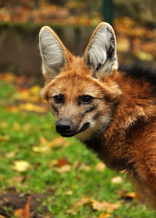 O lobo-guará é um animal solitário e mais ativo ao entardecer e à noite.