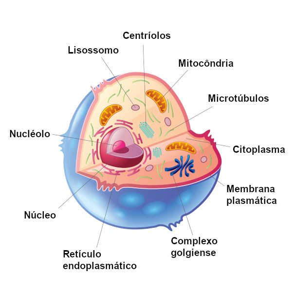 Na figura acima é possível observar as principais estruturas presentes em uma célula animal.