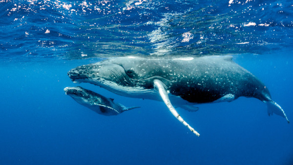  As baleias são animais que vivem no ambiente aquático, entretanto, como os outros mamíferos, apresenta respiração pulmonar.