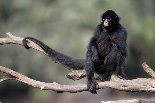 Macaco-aranha é a moradora mais idosa do GramadoZoo