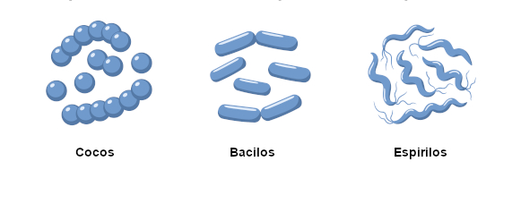 Principais formatos apresentados pelas bactérias.