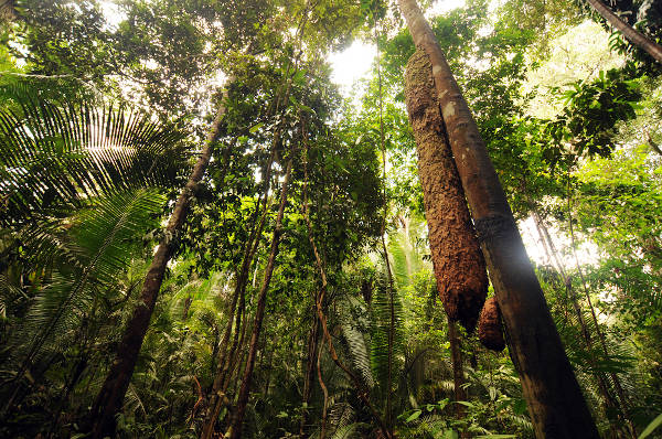 Imagem de vegetação típica da Floresta Amazônica.