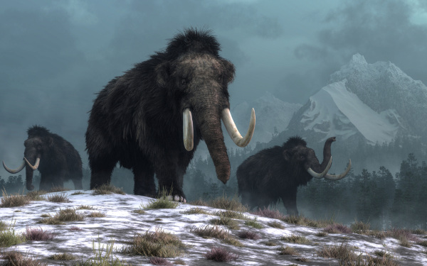 Os mamutes foram animais mamíferos que fizeram parte da megafauna do Pleistoceno.