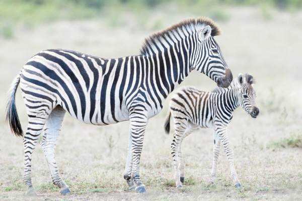 As zebras-das-planícies possuem listras mais largas que outras espécies de zebras.