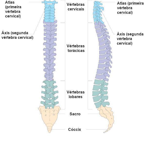 Partes da coluna vertebral