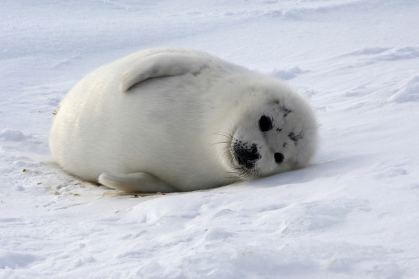 As focas são mamíferos marinhos carnívoros encontrados, geralmente, em águas geladas.
