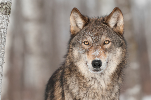 O lobo-cinzento é uma espécie de mamífero carnívoro encontrada em algumas regiões do hemisfério norte.