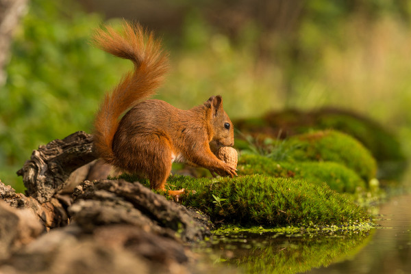 Esquilo-vermelho europeu em floresta temperada.