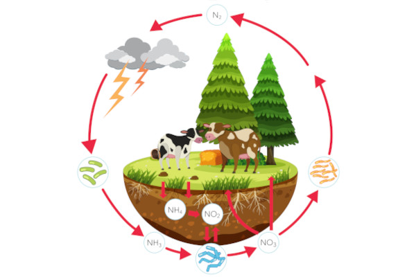 Ciclo do nitrogênio