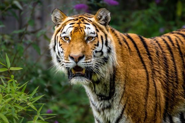 Um tigre em ambiente de floresta.
