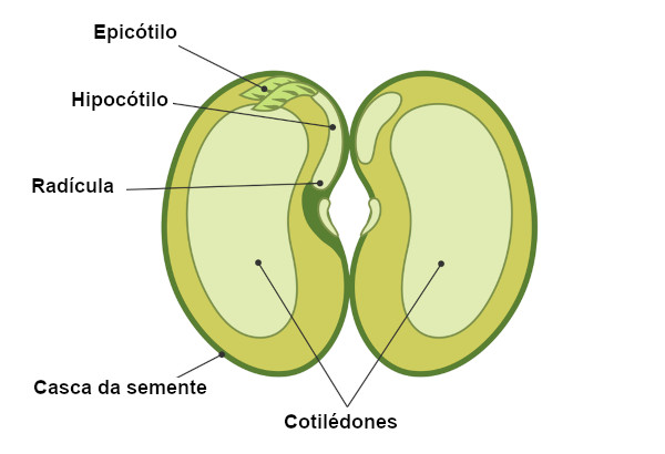 Ilustração das partes básicas de uma semente de feijão.