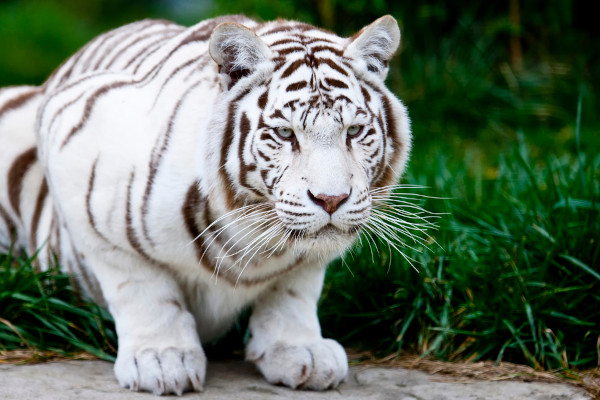 Um tigre branco abaixado.