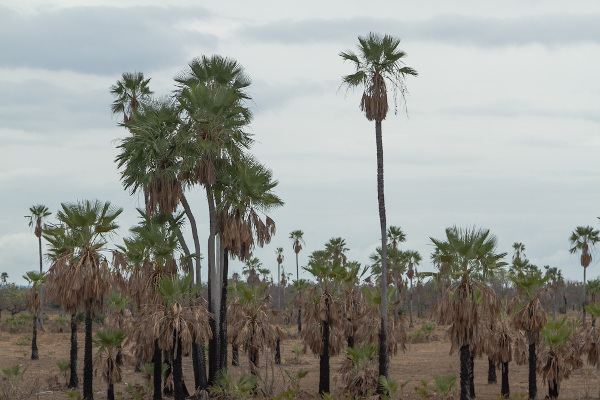 A relação entre vegetação, clima e solo - Brasil Escola