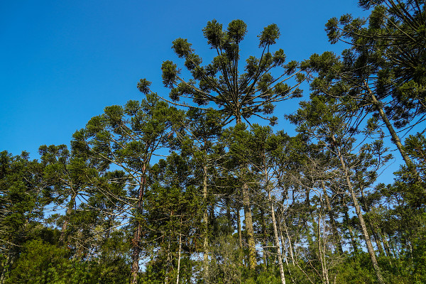 A mata de araucária é uma formação vegetal que é parte do bioma Mata Atlântica e  ocorre principalmente no Sul do Brasil.