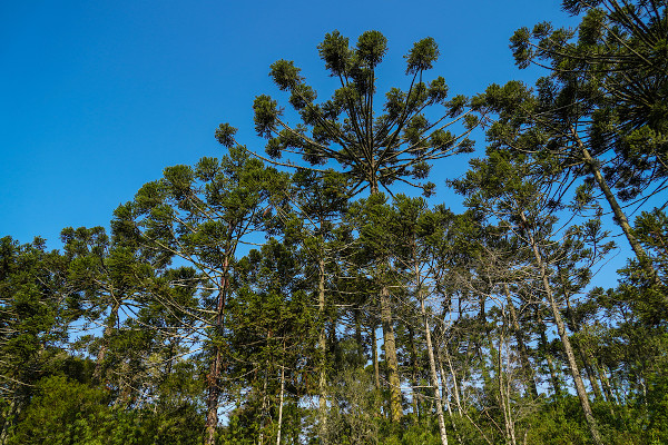 Bosque com predominância de araucárias e detalhe de ramo de Araucaria