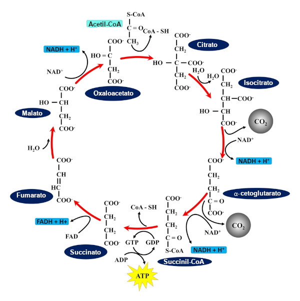 Ciclo De Krebs O Que Etapas Resumo Prepara Enem Hot Sex Picture