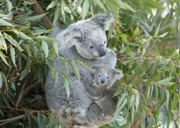 Mãe coala pendurada em árvore segurando seu filhote.