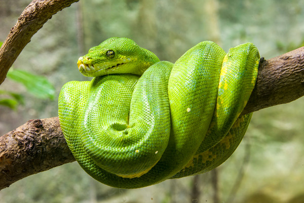 Uma píton-verde-arborícola com o corpo enrolado em um galho de árvore.