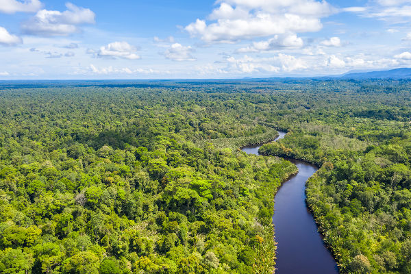 Vista aérea de trecho de floresta tropical atravessado por um rio