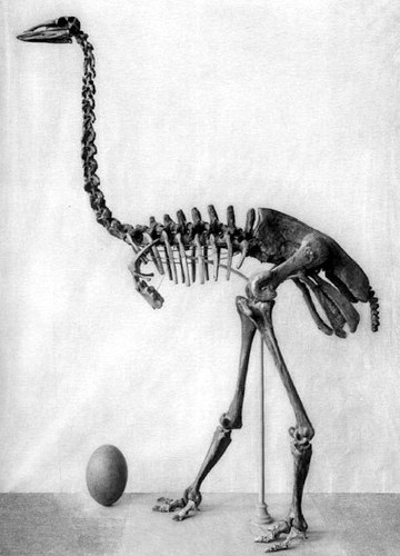 Esqueleto de ave-elefante