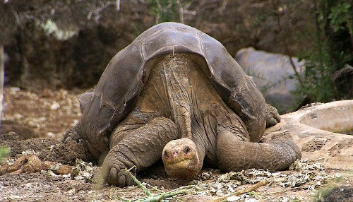 George solitário, último representante da tartaruga-gigante-de-Galápagos-de-pinta.
