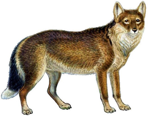 Ilustração de Warrah, espécie extinta.