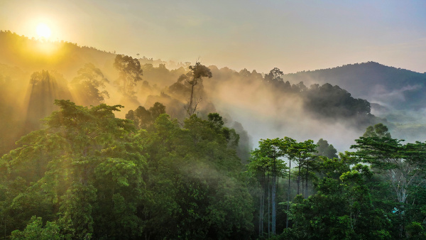  Floresta tropical de Bornéu, em Brunei, no Sudeste Asiático.