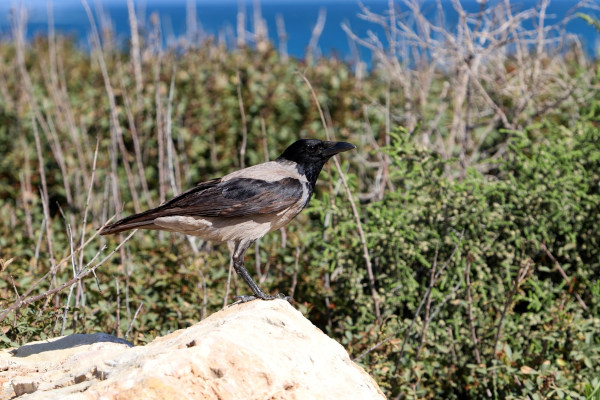 Corvo, um dos animais que compõem a fauna do clima mediterrâneo.