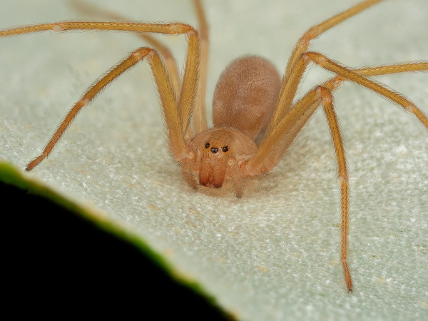 Vista aproximada de uma aranha-marrom de tonalidade clara.