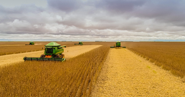 Máquinas agrícolas fazendo colheita da soja, o principal cultivo realizado em áreas de ocorrência do desmatamento do Cerrado.