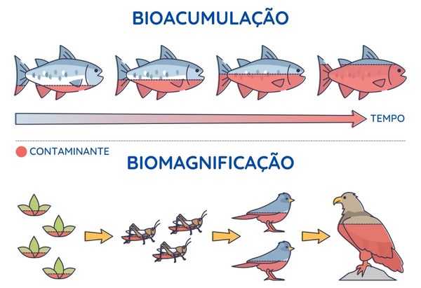 Ilustração representando a capacidade de bioacumulação e de biomagnificação do mercúrio, resultante de sua contaminação.