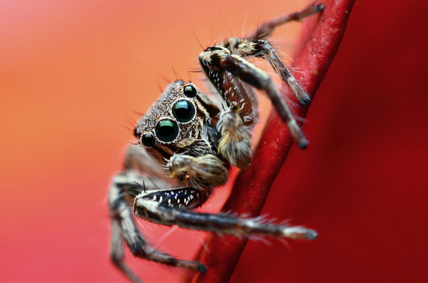 Vista aproximada de uma aranha mostrando detalhes dos olhos e pernas.