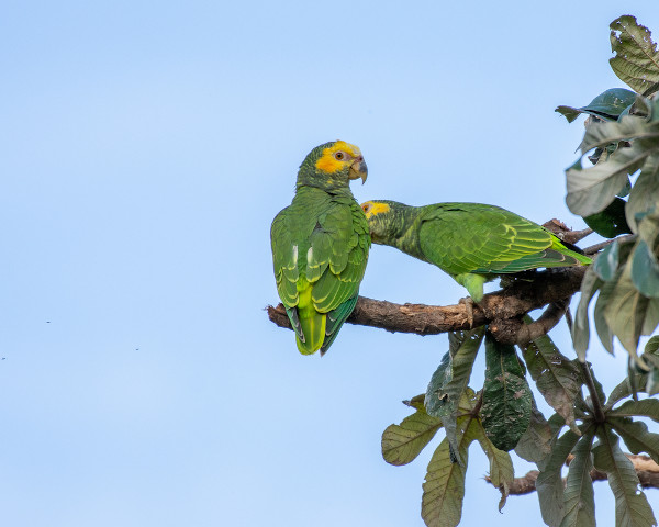 Dois papagaios-galegos em um galho, animais típicos do Cerrado brasileiro, no Parque Nacional da Chapada dos Veadeiros.