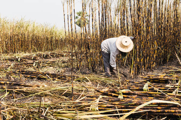 Homem colhendo cana-de-açúcar como representação do trabalho escravo no Brasil atual, que se concentra no meio rural.