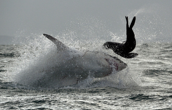 Tubarão atacando uma foca, um exemplo de predatismo.