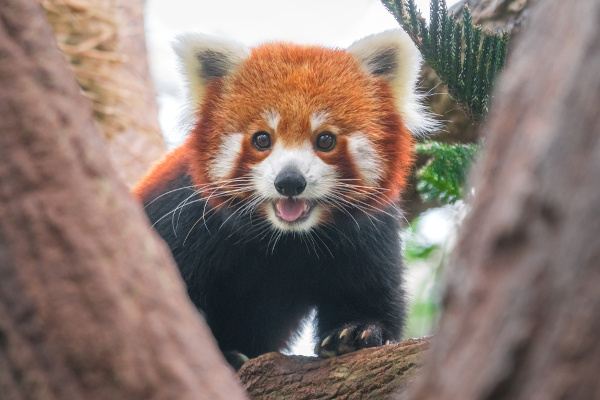 Panda-vermelho entre os galhos de uma árvore.