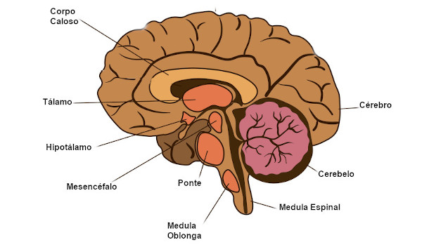 Ilustração das partes do encéfalo.