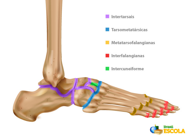 Ilustração das articulações presentes entre os ossos do pé.