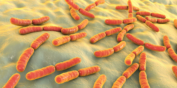Ilustração 3D de lactobacillus, bactérias em formato de bastão, organismos estudados pela microbiologia.
