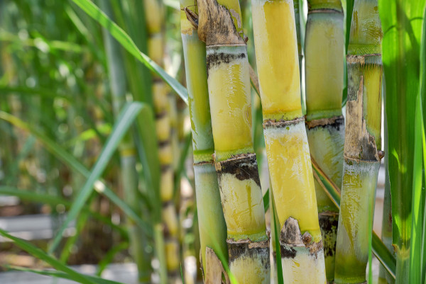 Plantação de cana-de-açúcar, um dos principais produtos da agricultura brasileira.
