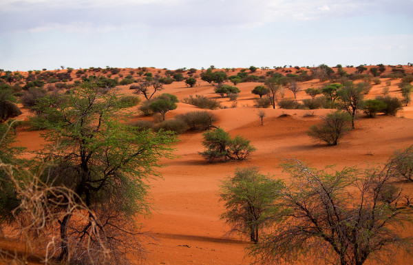 Região do Deserto de Kalahari, um dos maiores desertos do mundo e o segundo maior deserto da África.