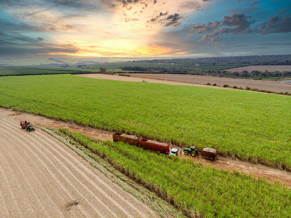 Vista aérea de uma fazenda brasileira de cana-de-açúcar como representação da agricultura brasileira.