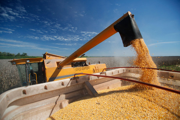 Máquina agrícola selecionando milho, uma prática estudada pela geografia agrária.